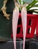 Bulbophyllum longissimum